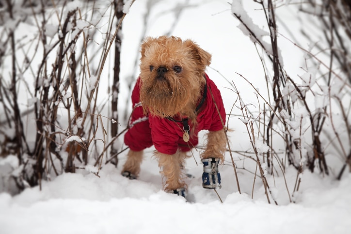 dog safe in winter westminster co