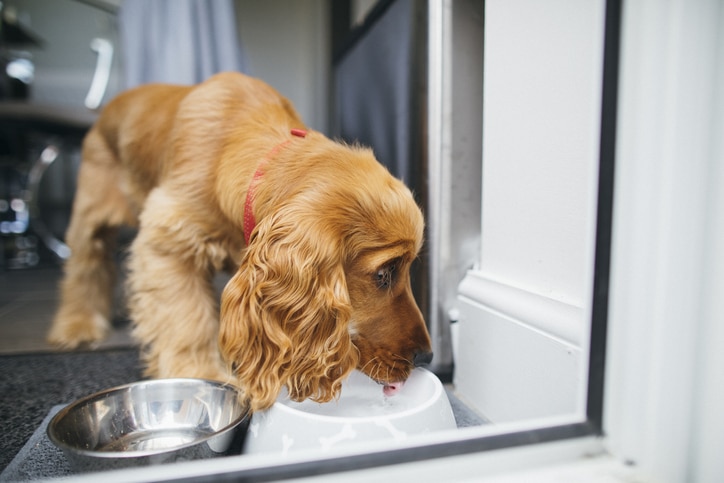 Chicken bone stuck in dog's throat hotsell