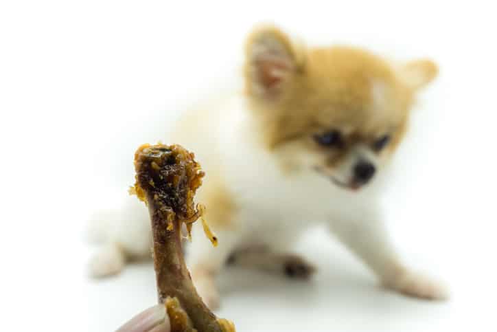 dog eats a chicken bone in westminster, co