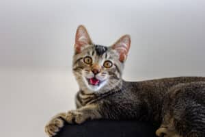 bad breath in cats in westminster, co