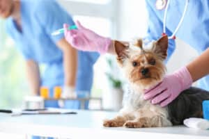 are cat and dog vaccines necessary in westminster, co