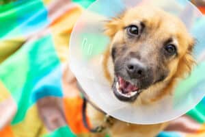 dog in e-collar after mass removal surgery