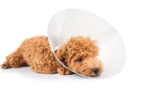 dog-laying-down-wearing-protective-cone-collar