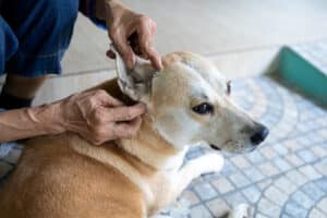 dog-owner-checking-dog's-ear-for-fleas