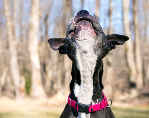 pitbull-terrier-mixed-breed-dog-jumping-with-head-thrown-back