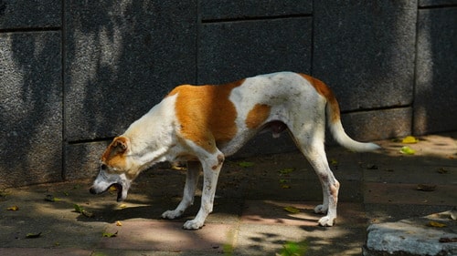 dog-vomiting-on-sidewalk