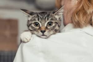 small grey cat being held by vet