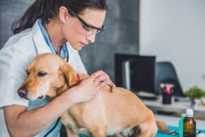 female vet examining dog for tick bite