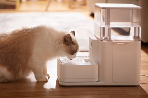 cat drinking water at home