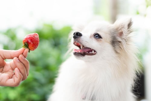 pet owner holding a strawberry for pomeranian dog