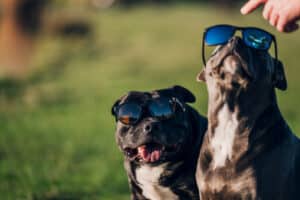 bulldog and bully breed dog wearing sunglasses on a sunny day
