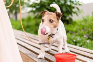 jack russell terrier dog licking its nose after drinking from travel water bowl on a walk in the park