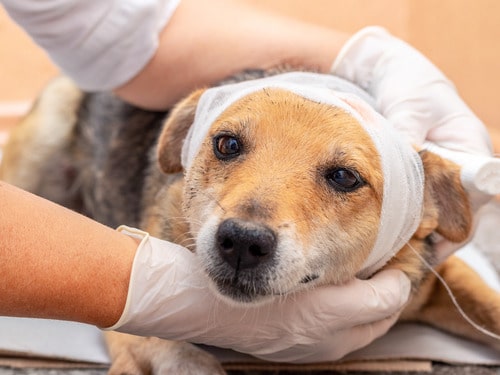 vet applies a bandage to the injured dog's head