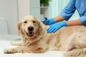 vet removing tick from golden retriever dog at clinic