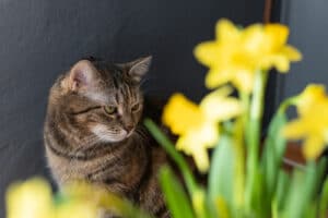 tabby cat sitting behind yellow daffodils