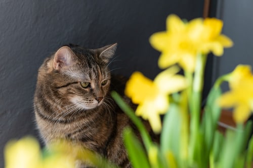 tabby cat sitting behind yellow daffodils