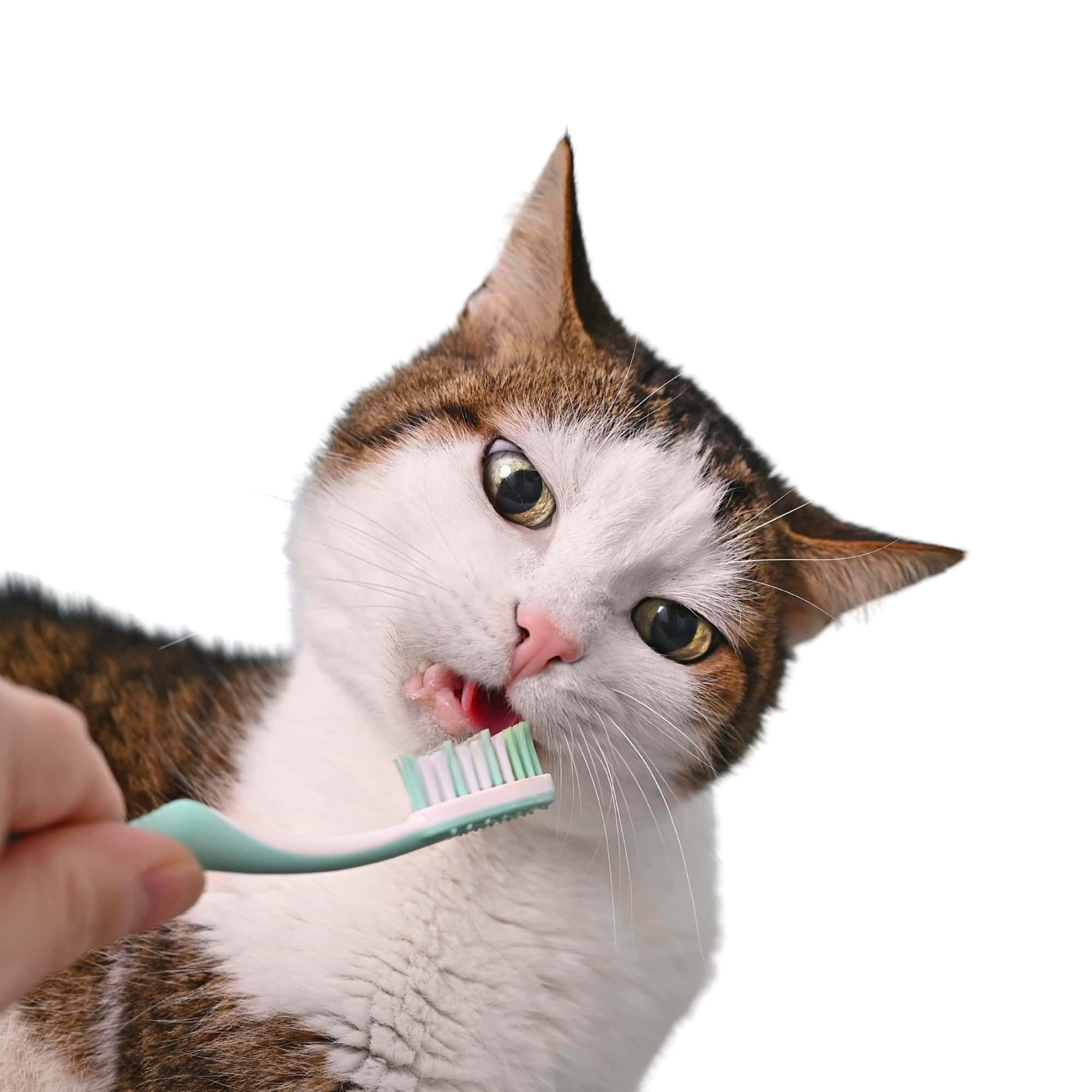 person brushing cat's teeth