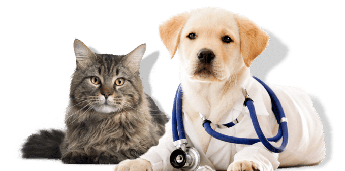 puppy and cat laying next to each other