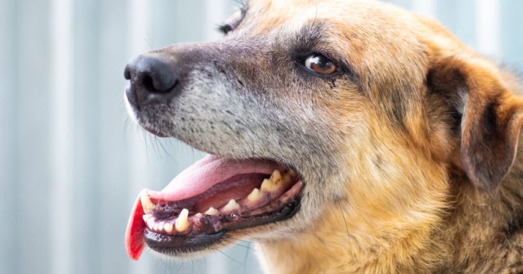 old tan dog with white muzzle open and panting
