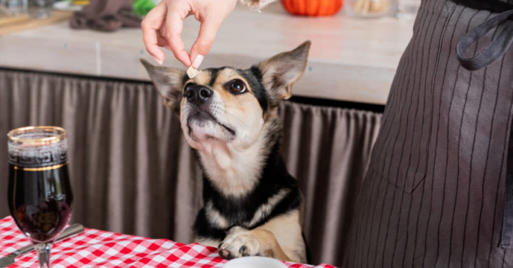 black and tan dog sniffing small bite of turkey from Thanksgiving meal