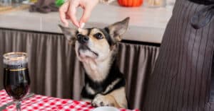 black and tan dog sniffing small bite of turkey from Thanksgiving meal