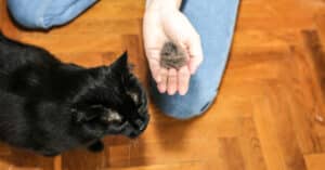 woman holding clump of fur after brushing black cat