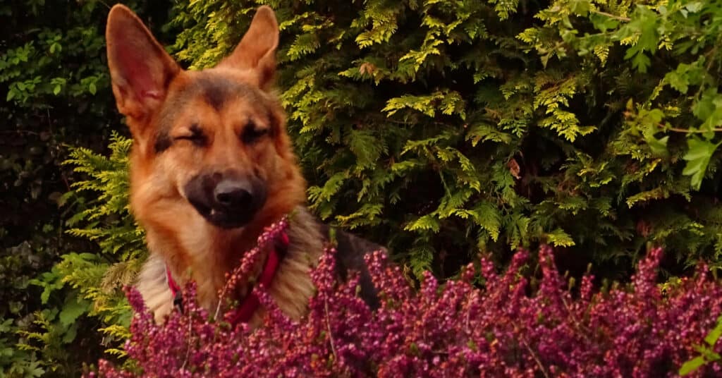 german shepherd dog sneezing in the middle of a bunch of flowers