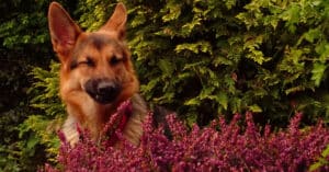 german shepherd dog sneezing in the middle of a bunch of flowers