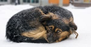 cold long-haired black and tan dog curled up in the snow