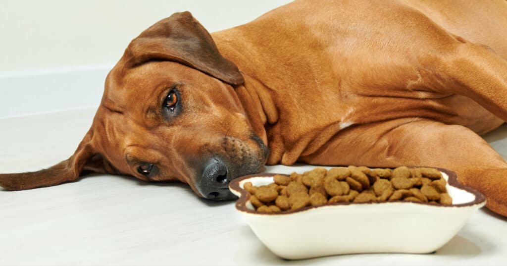 Rhodesian ridgeback laying on side in front of full bowl of food