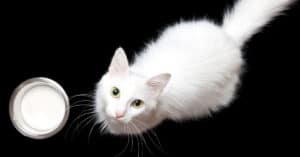 white cat standing near milk dish looking up at the camera