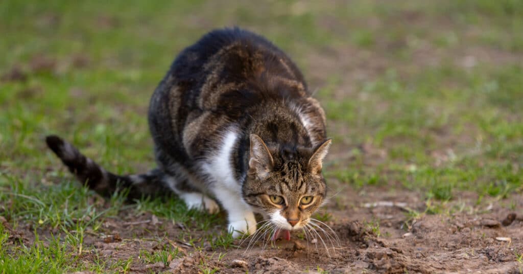cat vomiting on the ground outside
