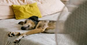 dog laying on the bed in front of a fan