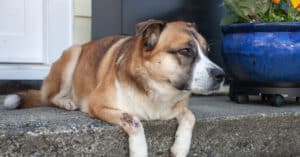 dog laying on the porch stairs with a healing hot spot on it's front right leg