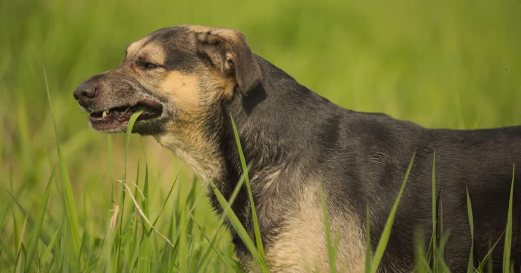 dog eating tall grass in a field